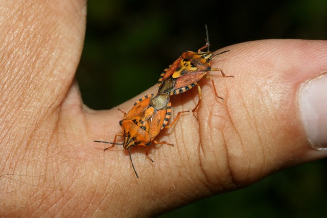 Pentatomidae: Codophila varia e Carpocoris pudicus